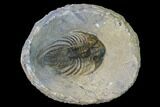 Spiny Kolihapeltis Trilobite - Rare Species #164518-3